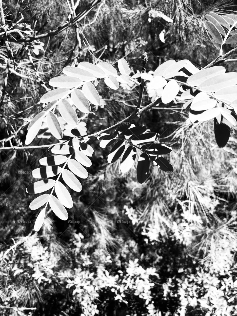 Black and white leaves with black shade 
