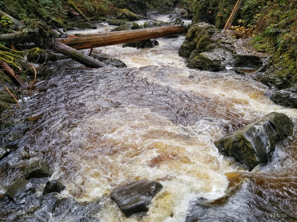 Pacific Northwest Forest River. Mountain forest river with rapids at Cedar Ponds Falls in the Pacific Northwest