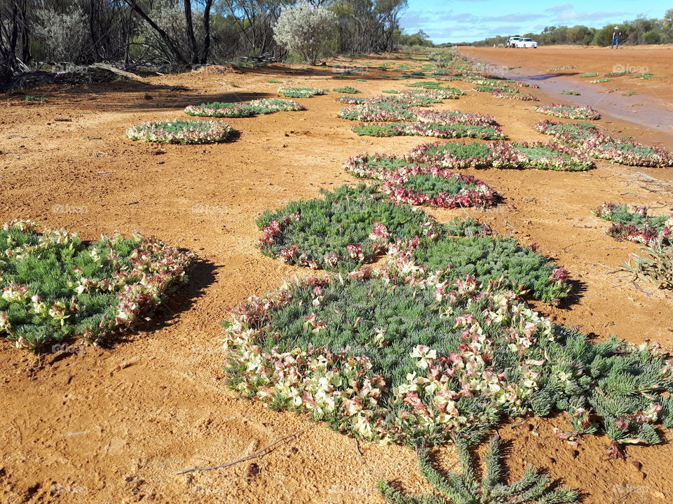 Wreaths in Western Australia