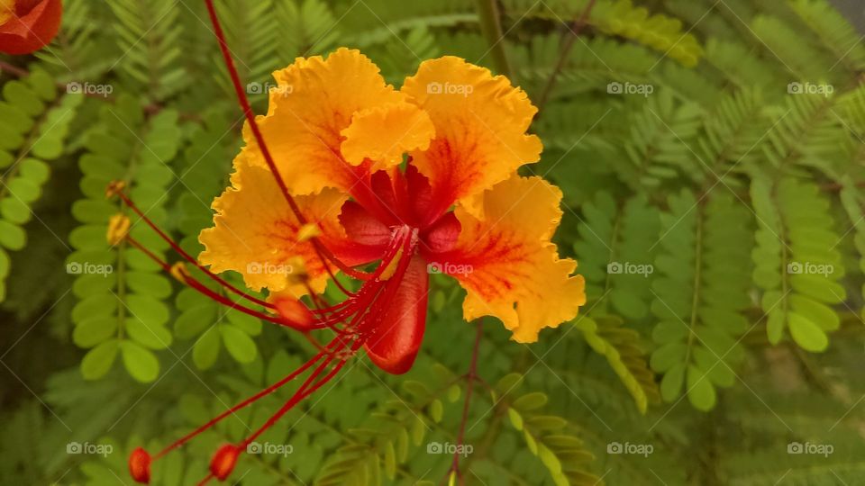 Pride of Barbados
