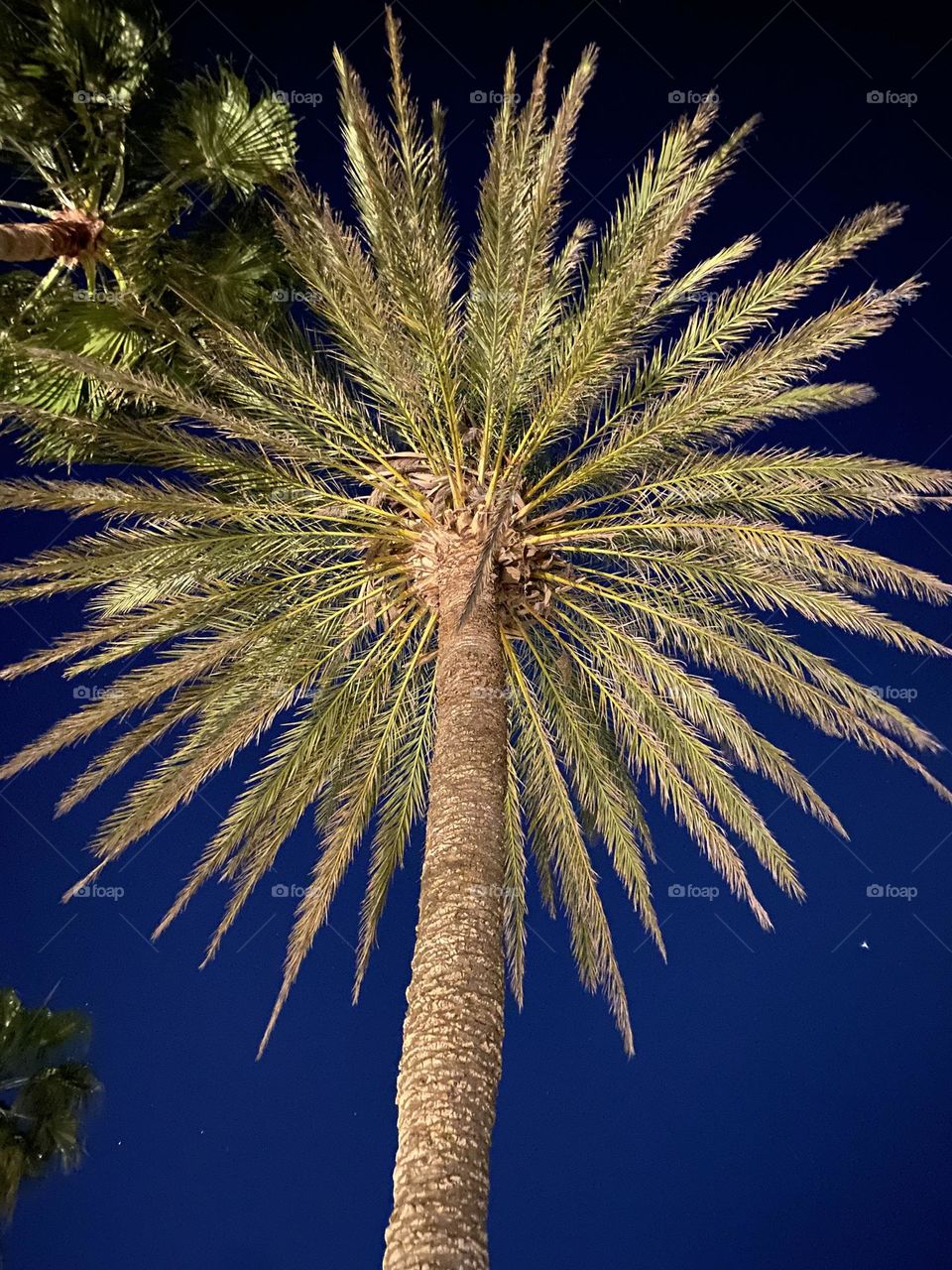 Enter the realm of enchantment as the palm tree's silhouette dances against the backdrop of the night, a tranquil sentinel under the twinkling stars, beckoning you to discover the secrets of the tropical nocturne 🌴