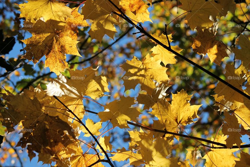 Fall autumn leaves on tree sky