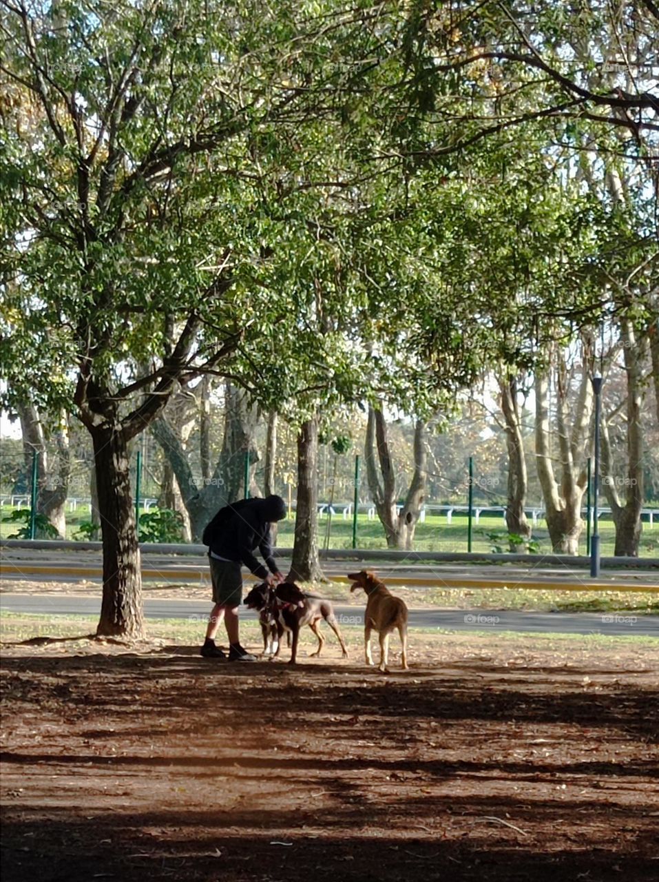 a man and his pets / un hombre y sus mascotas