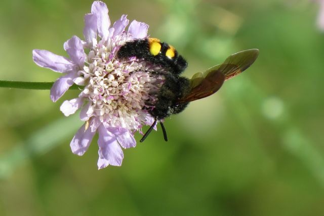 Macro