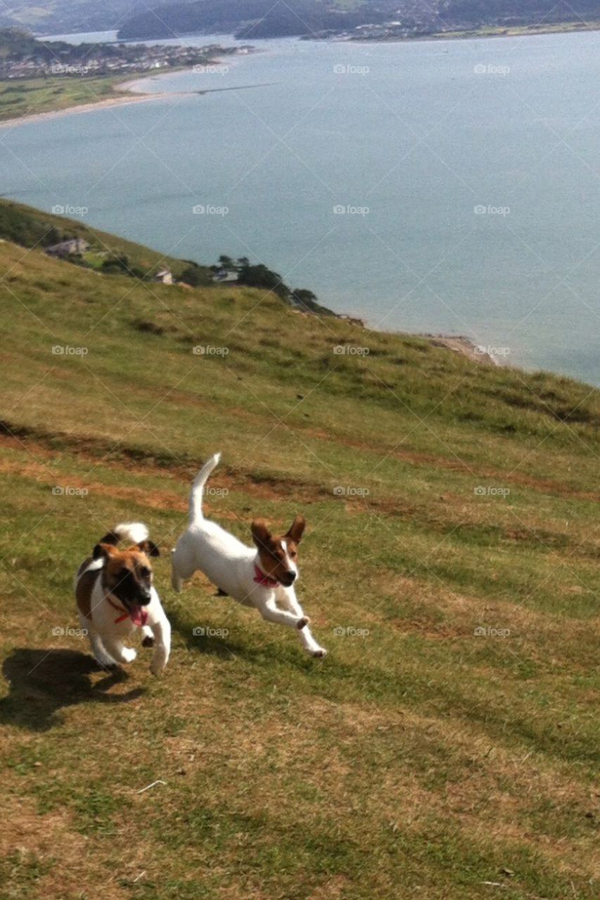 Running jack Russells