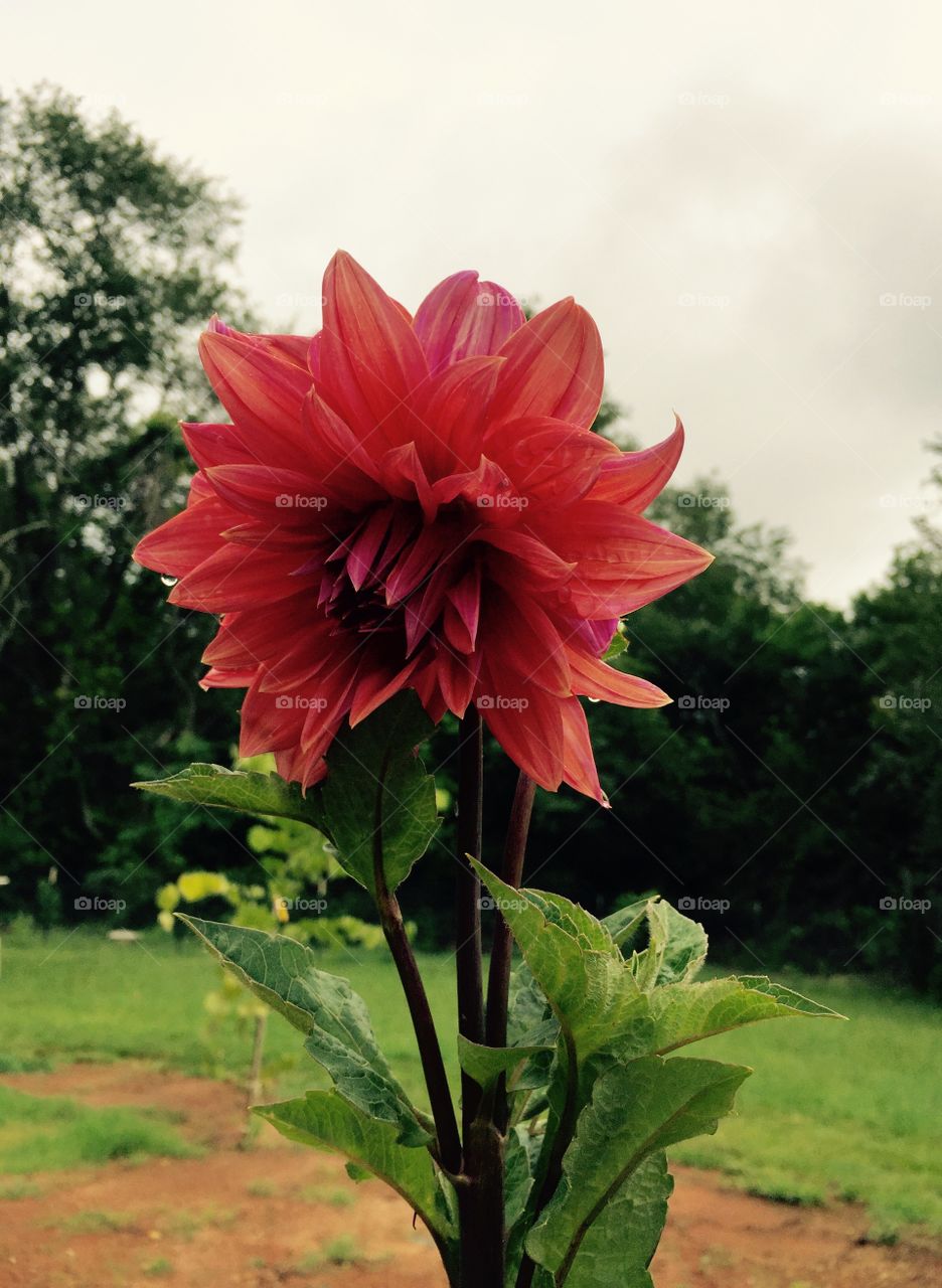 A 3 foot  tall orange Dahlia flower. 