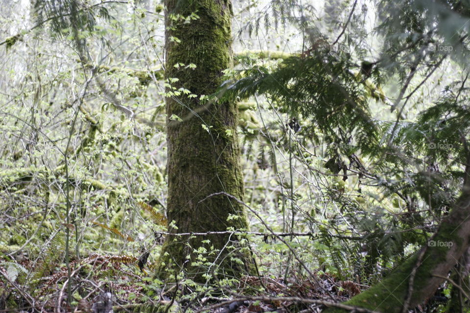 moss covered tree