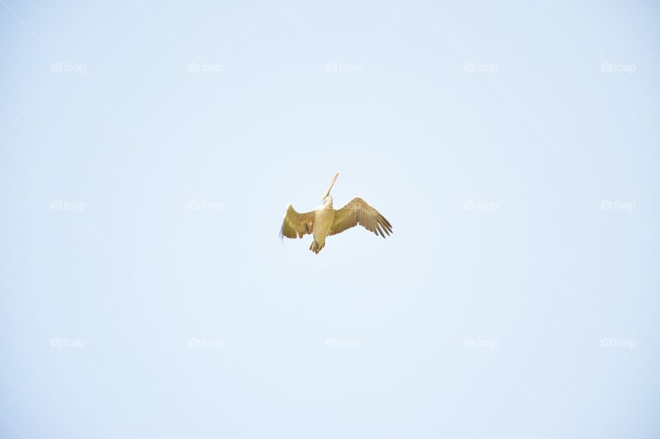 Bird, Sky, No Person, Outdoors, Flight