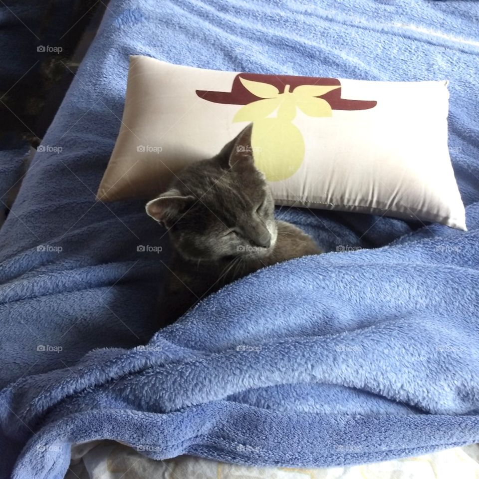 cat sleeping on the bed