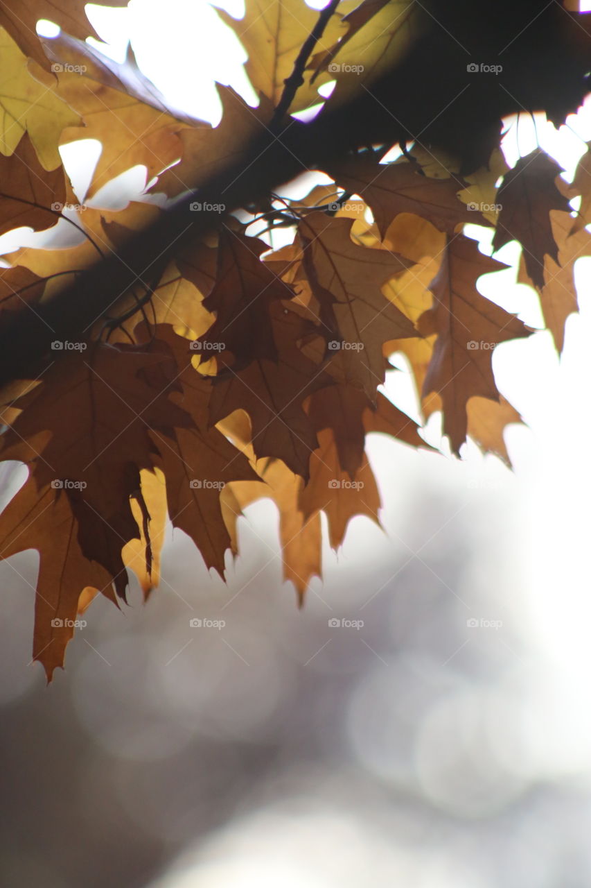 Fall leaves in the sun with a bokeh background