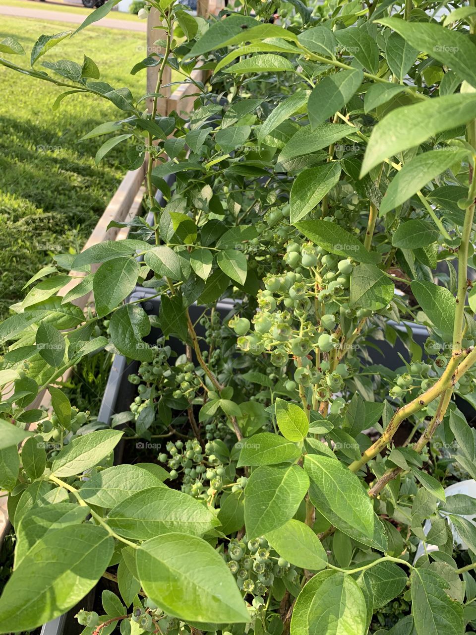 The blueberries are coming in nicely. Look at the bunches just growing in. These are going to be delicious when harvested. Do you love blueberries? 