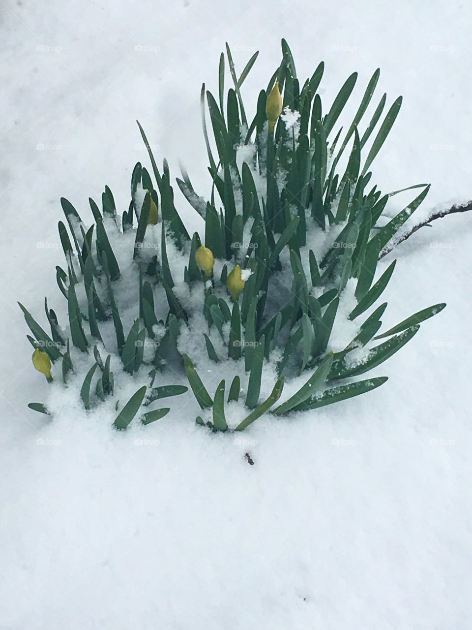 Spring flowers pushing up through the snow