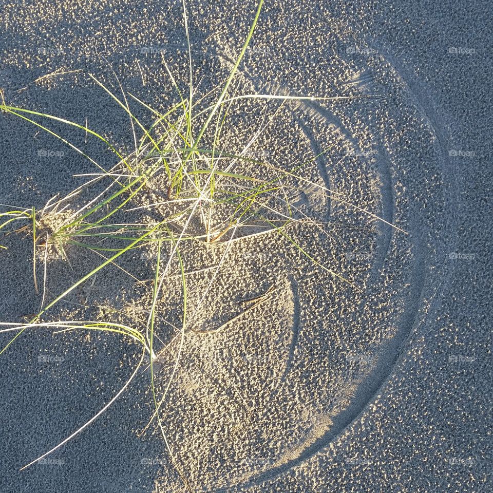 beach grass drawing lines  in sand