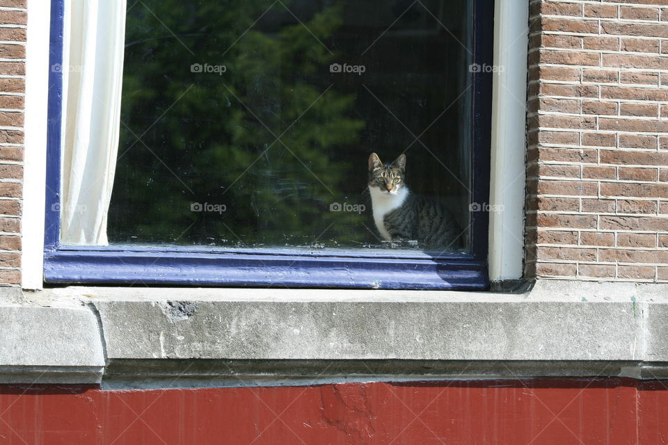 cat in the window