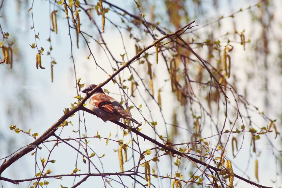 Little bird singing about spring.
