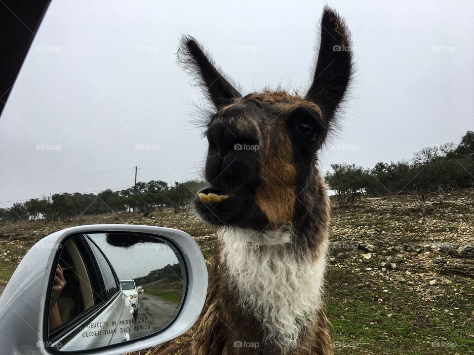 Llama