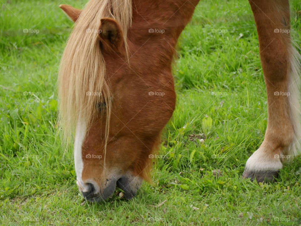 Horse grazing