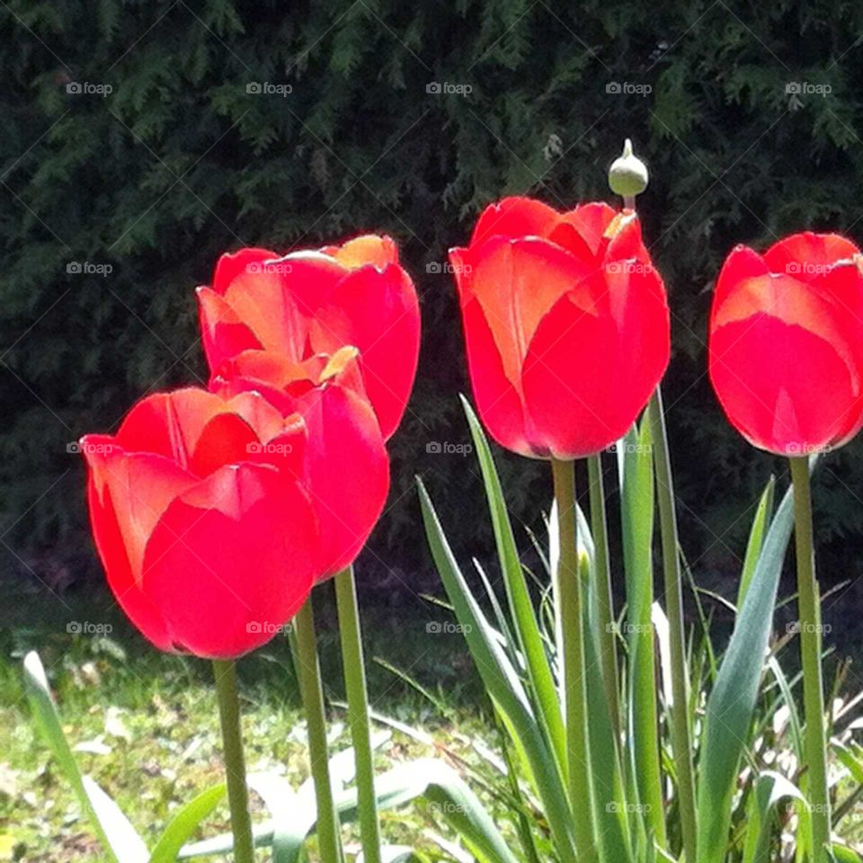 spring tulips