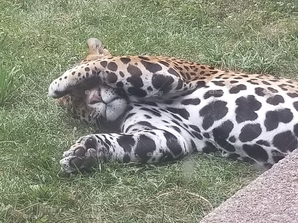 shy cheetah at the zoo