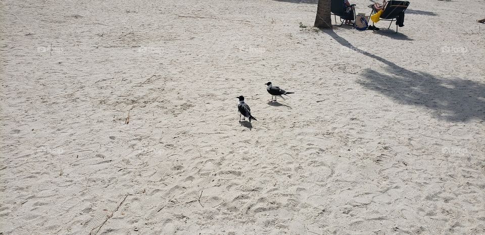 birds sand
