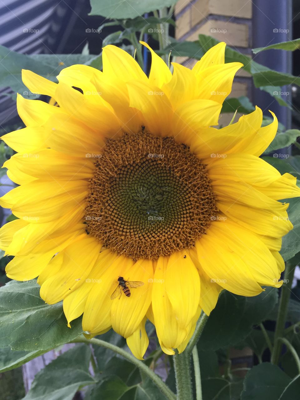 Sunflower in full bloom