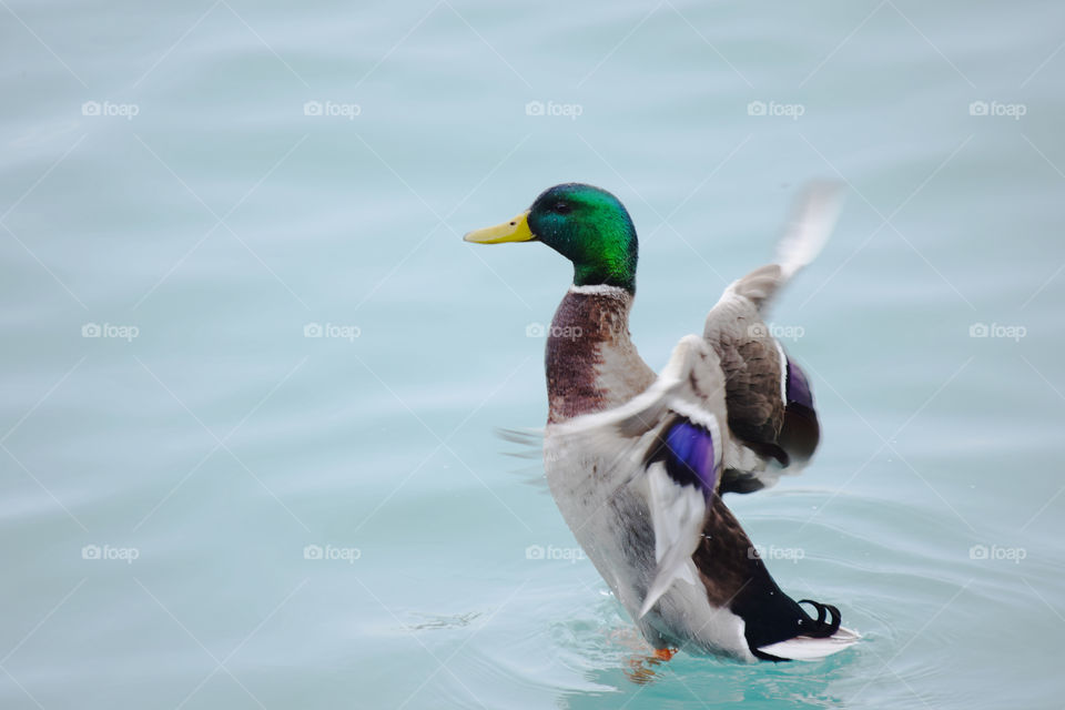 Mallard duck