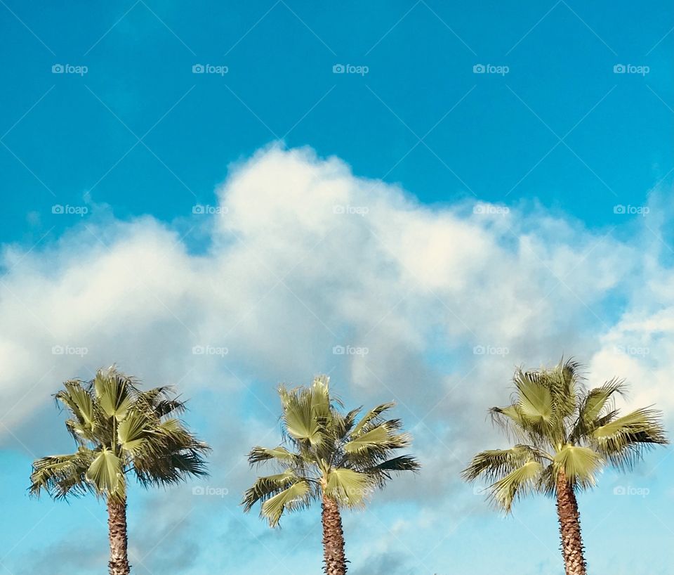 Tropical palm trees and the big blue sky and white clouds 