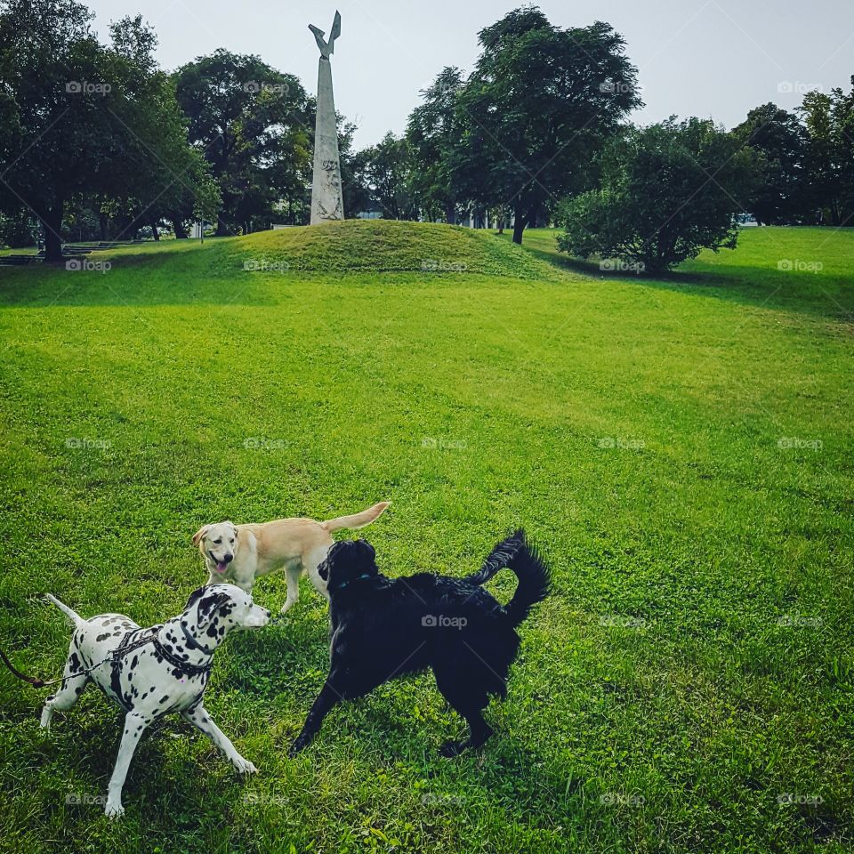 My labrador loves to make some friends and play.