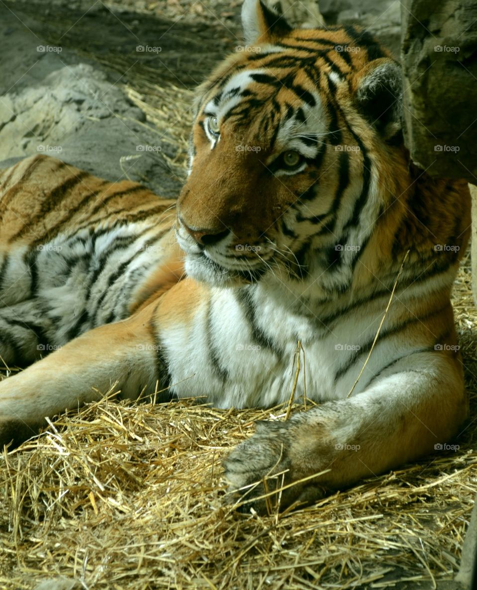 Tiger at Omaha Zoo