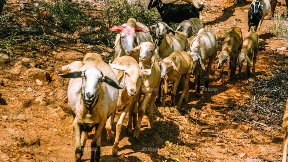 Group of goats walking on dirt road