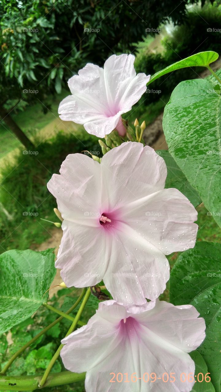 white flower having dew