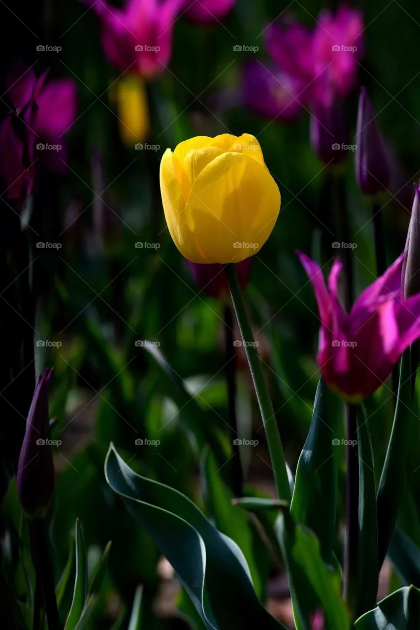 Beautiful flowers outside 