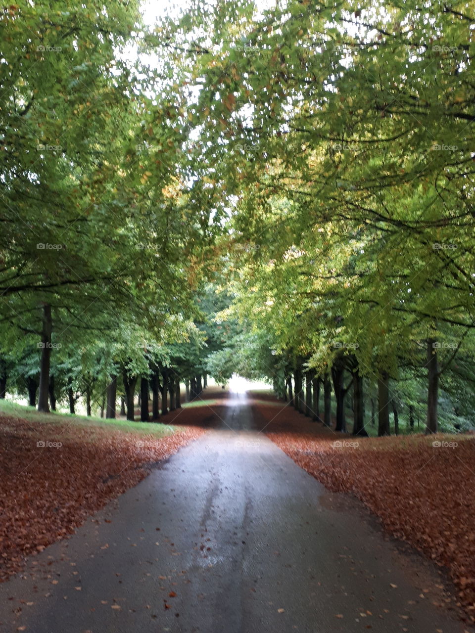 A Drive Between Trees