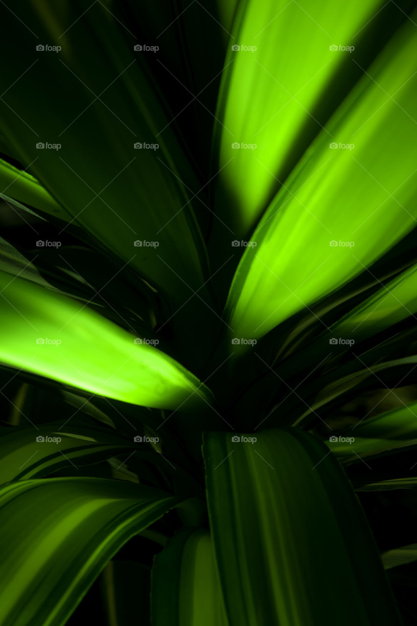 Illuminated leaves of exotic plants on the Canary Islands.