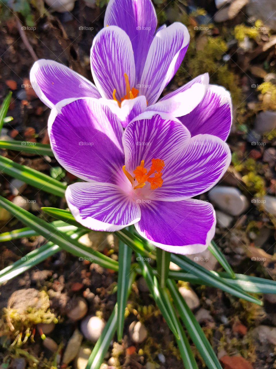 spring awakening
