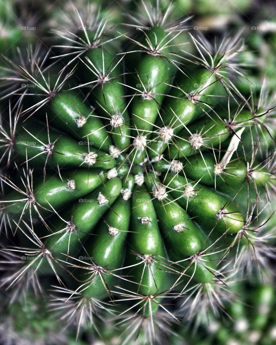 cactus