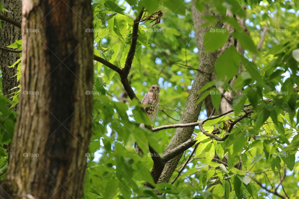 Hawk in Tree