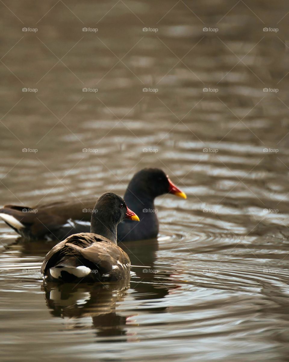 Moorhen