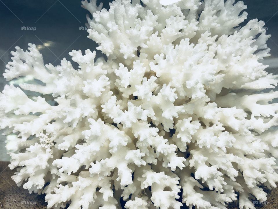I was spoilt for choice at this Devon Gardens today, take a look at this delicious white bush, a sight for all of us who love our gardens.