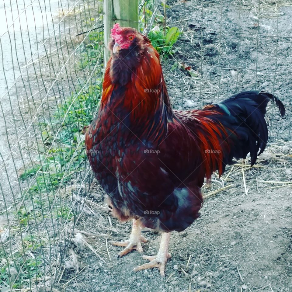 rooster