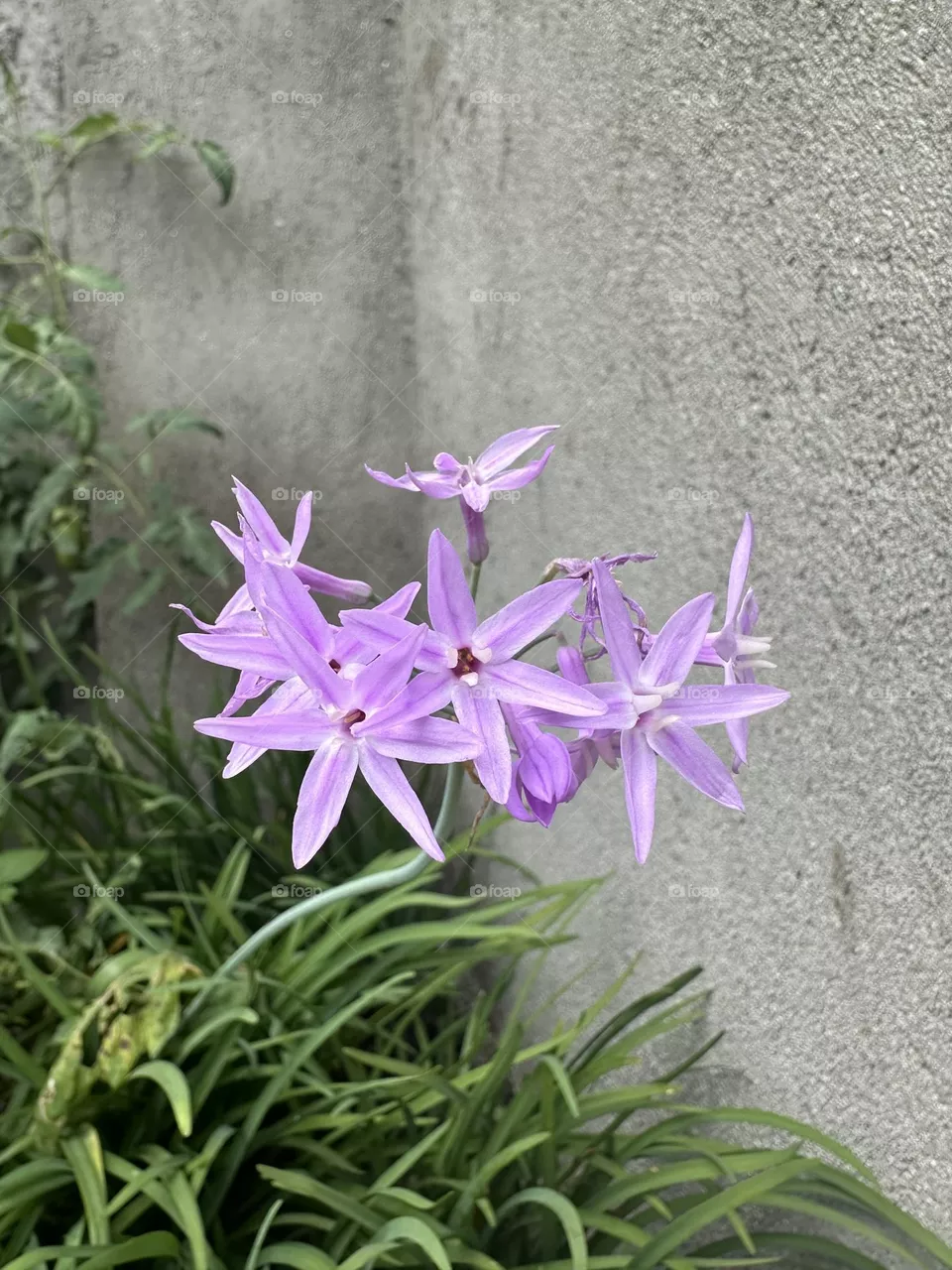 Lila