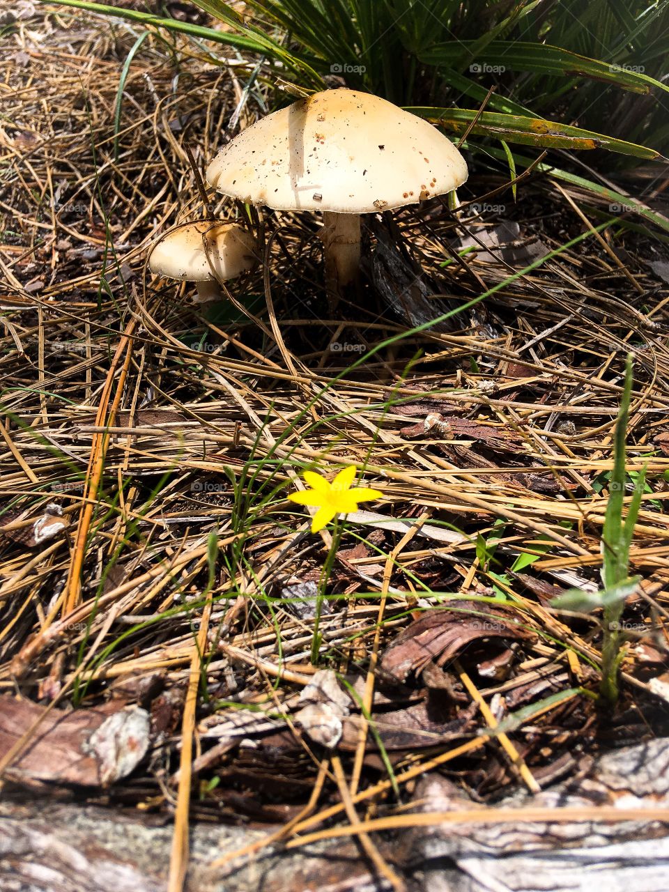 Mushrooms found in a South Florida forest 