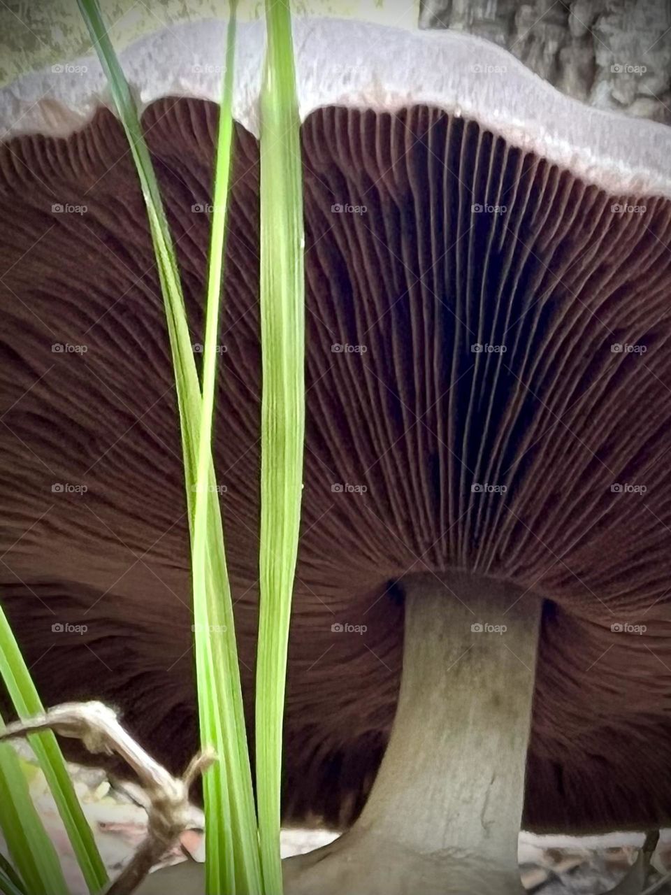 Closeup of gills of large white mushroom with a few long blades of green grass