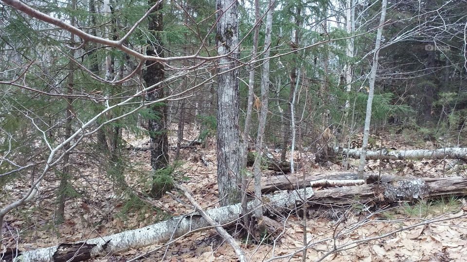 Woods in Waldo, Maine