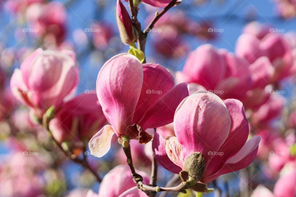 Beautiful background of blooming pink magnolia on a clear sunny spring day, close-up view from below.