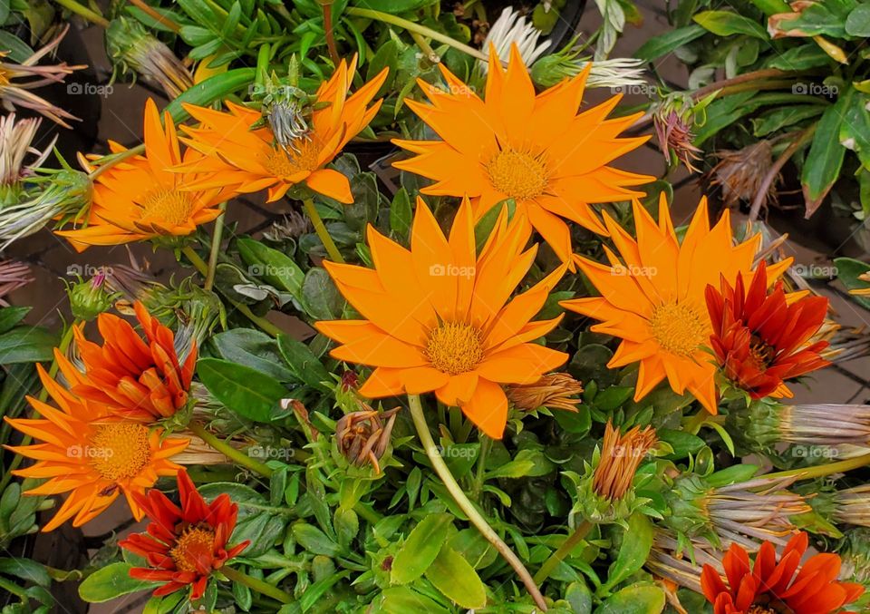 Orange Flowers in the Garden
