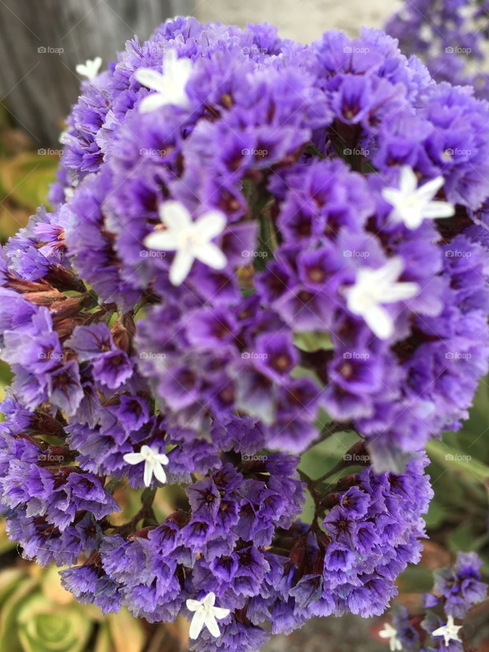 California flowers 