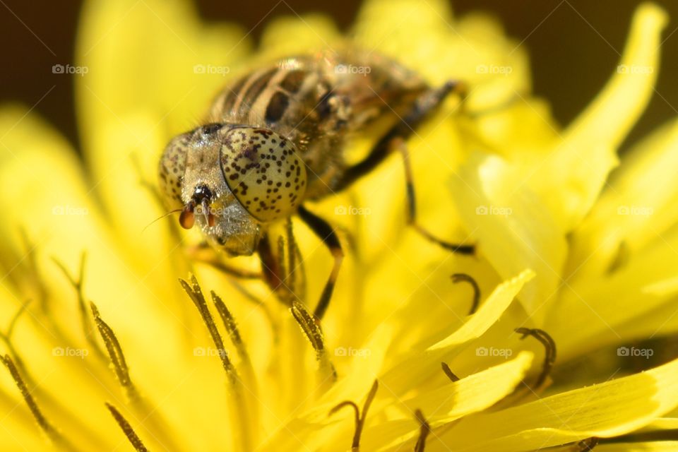 bee and yellow flower