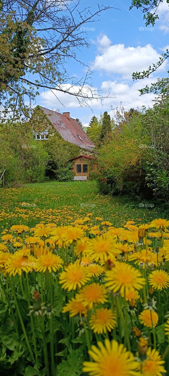 A field of yellow dandelions. Cozy house