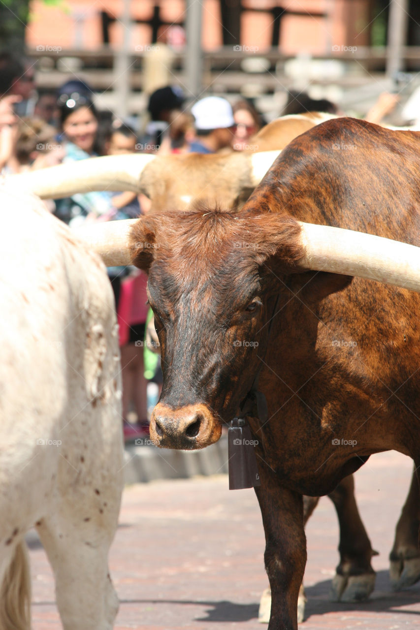 Fort Worth cattle drive